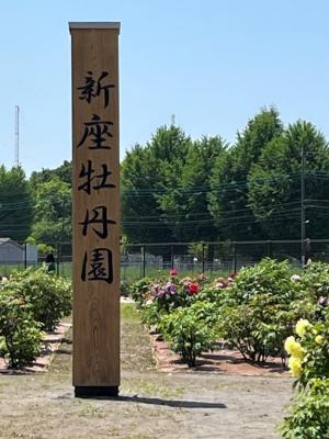 新座牡丹園1